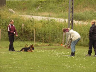 hvalp20074.gif